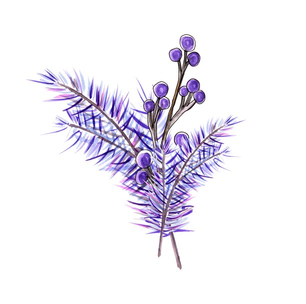 圣诞树枝端浆果，冬季装饰，蓝色。孤立的,白色背景。水彩手绘插图图片下载
