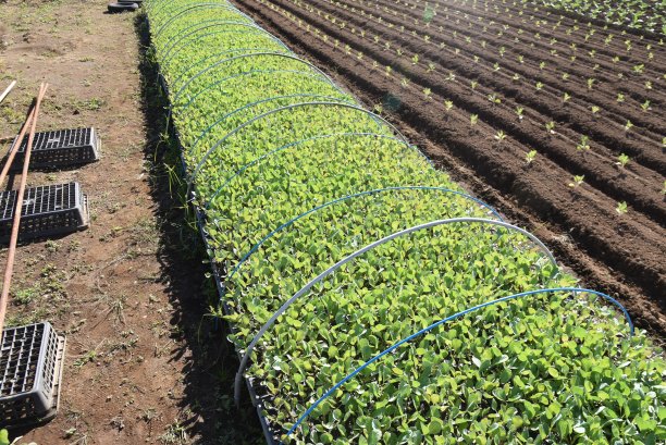 白菜种植。图片下载