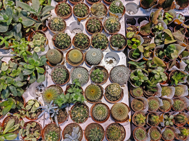 各种仙人掌、多肉植物和芦荟的背景或结构图片下载