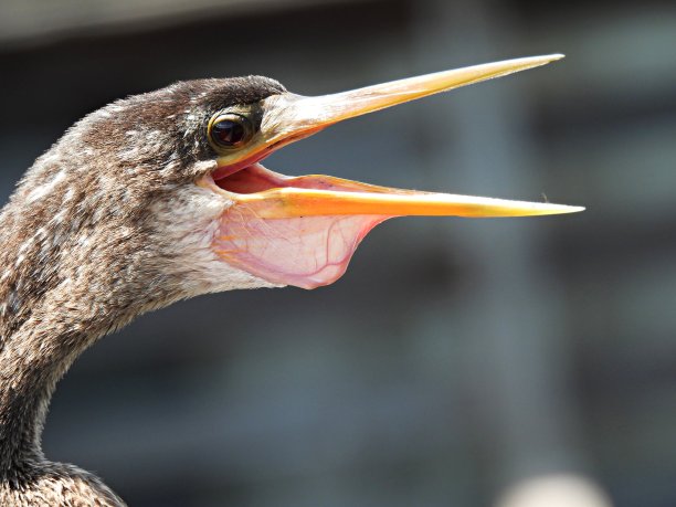蛇形蛇(蛇形蛇)嘴巴张开——爆头图片下载