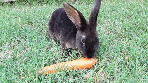 兔子和胡萝卜图片下载
