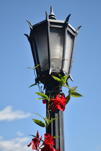 灯笼玫瑰图片下载