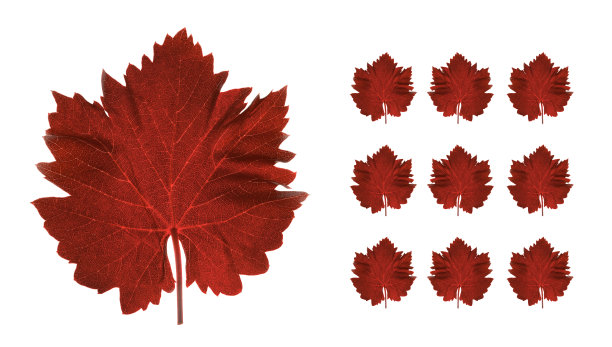 红葡萄叶图片下载