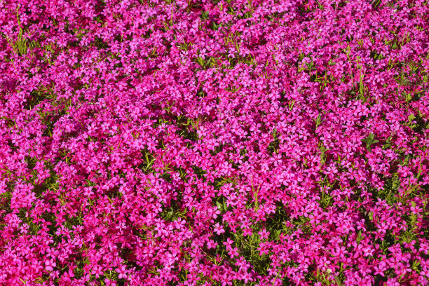 粉红色的花朵图片下载