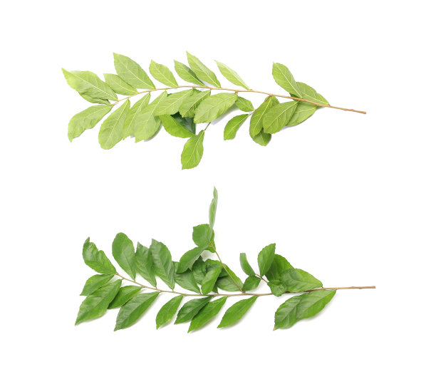 分枝有绿色的新鲜叶子叶子孤立在白色的背景图片下载