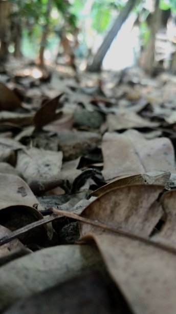 干叶子图片下载