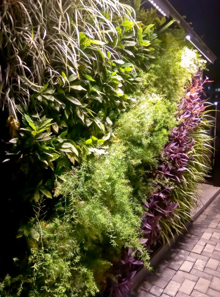 热带植物和花卉园艺购物区图片下载