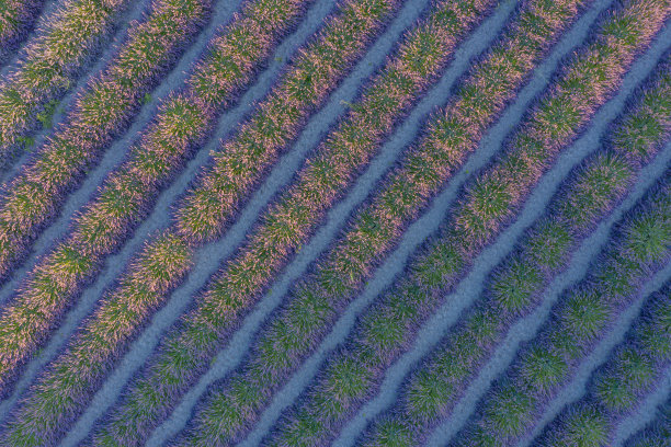 薰衣草田图片下载