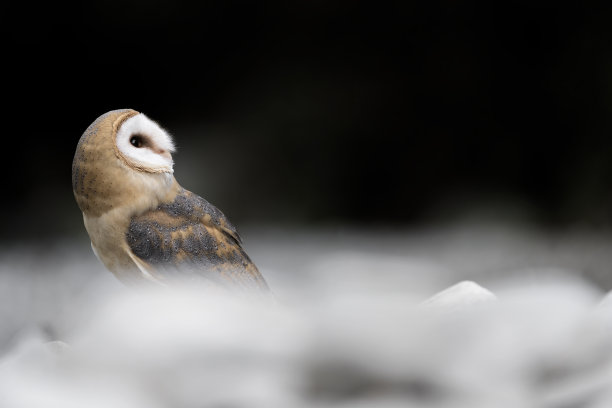 谷仓猫头鹰的精美艺术肖像在最后的光(蒂托阿尔巴)图片下载