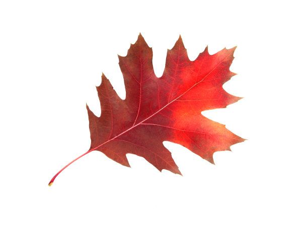 橘红色的秋叶孤立在白色的背景上图片下载