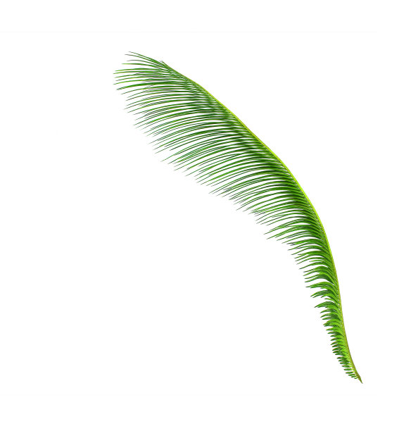 苏铁树的绿叶背景图片下载