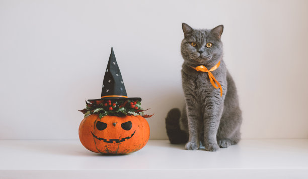 万圣节的猫。杰克灯笼南瓜和白色背景上的灰色英国猫。。戴着女巫帽的南瓜。万圣节的概念。副本的空间。图片下载