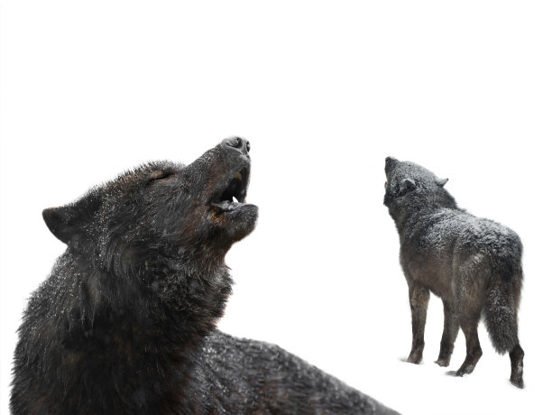 嚎叫的狼冬天孤立在白色的背景上。图片下载