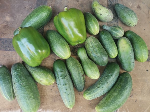 绿黄瓜和青椒放在工作台上图片下载