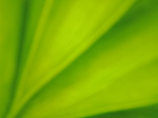 离焦抽象背景绿色图片下载