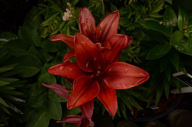 红色的喇叭花图片下载