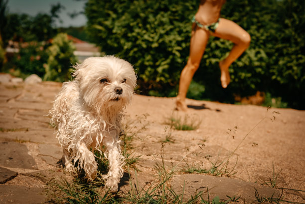 一只湿漉漉的小狗在一个炎热的晴天跑到外面。图片下载