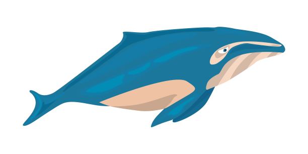 蓝鲸分离白色矢量插图。图片下载