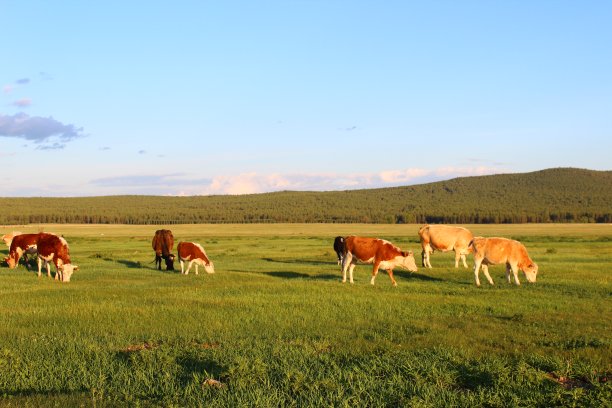 牛群在草地上吃草图片下载
