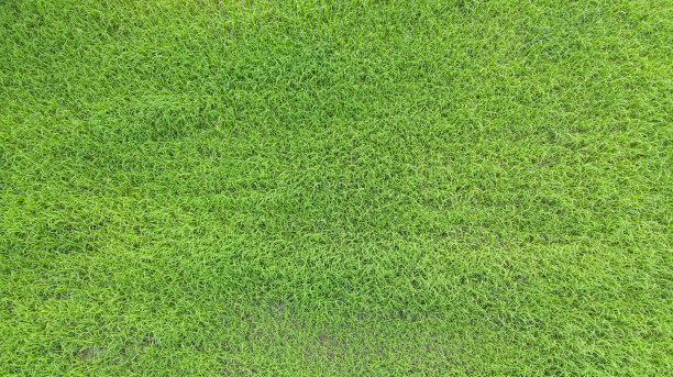 绿草的背景。图片下载