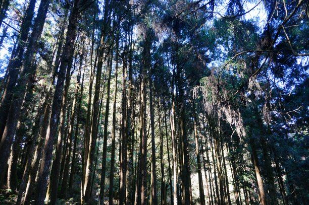 森林里的阳光图片下载