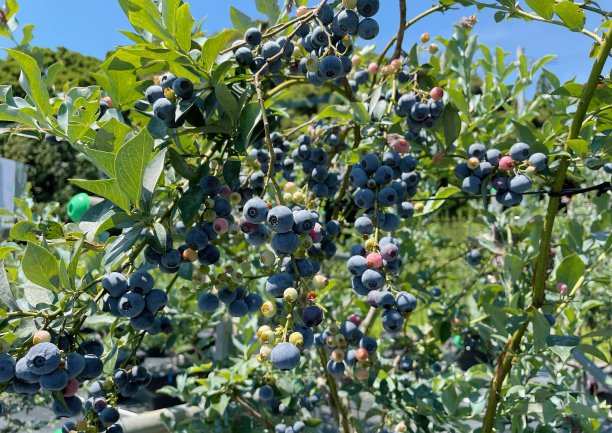 在夏天蓝莓结出果实之前图片下载