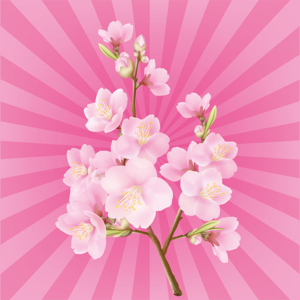 粉红色的樱花在背景图形图片下载