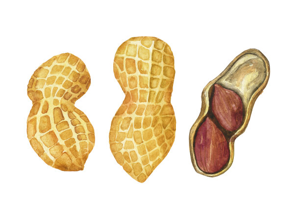 水彩花生开放和整体孤立在白色背景。手绘食物插图。完美的菜单设计，印刷，封面，卡片。图片下载