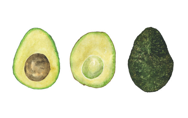 套牛油果一半，种子和整个孤立在白色背景。水彩手绘插图。用于菜单设计或印刷的健康食品。图片下载
