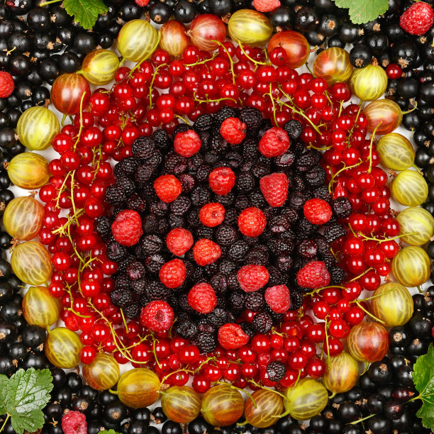 红色醋栗，醋栗，覆盆子和黑莓的明亮背景。图片下载