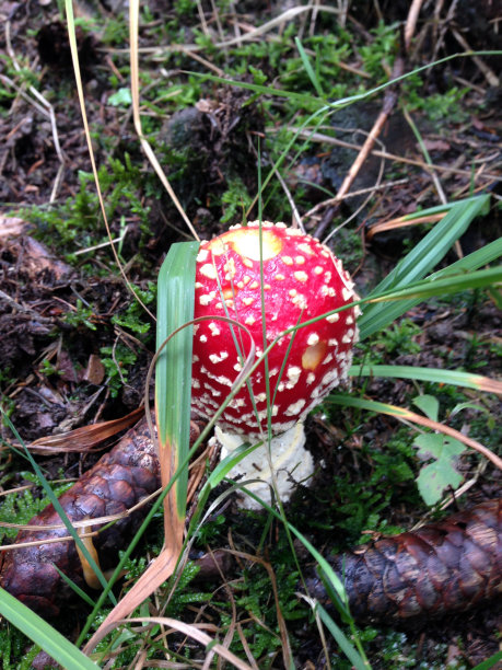 羊肚菌图片下载