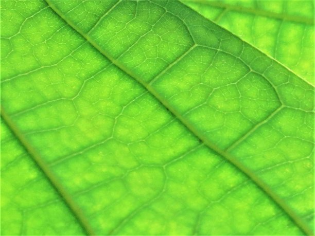 绿叶宏观纹理背景。图片下载