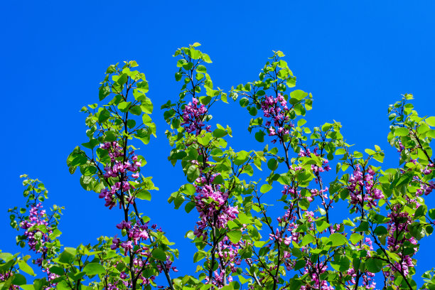 许多鲜艳的粉红色紫荆花，通常被称为犹大树或犹大树，在一个阳光明媚的春天的一天，美丽的户外花的背景照片与选择性聚焦图片下载