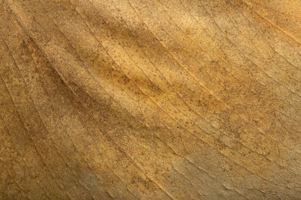 干叶的背景。干燥的褐色带纹理的秋叶的纹理、图案和表面。植物的宏观模式图片下载