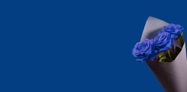 蓝色玫瑰花束，经典的蓝色背景图片下载