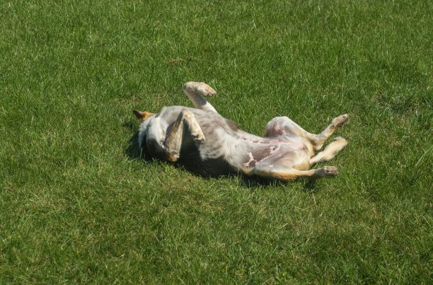 狗仰卧在草坪上休息图片下载