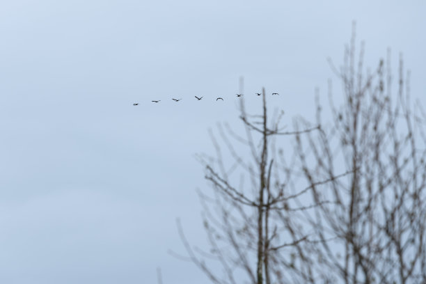 一群成群飞翔的鸟。总有一个领导者来领导团队。这张照片是12月在美国马里兰州Germantown的Black Hill区域公园拍摄的。图片下载