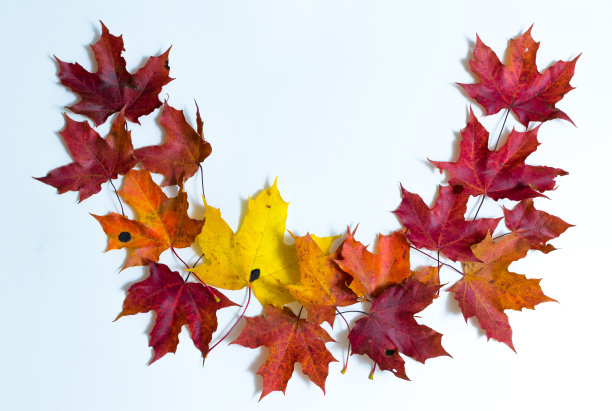 五彩缤纷的秋天枫叶的图案图片下载
