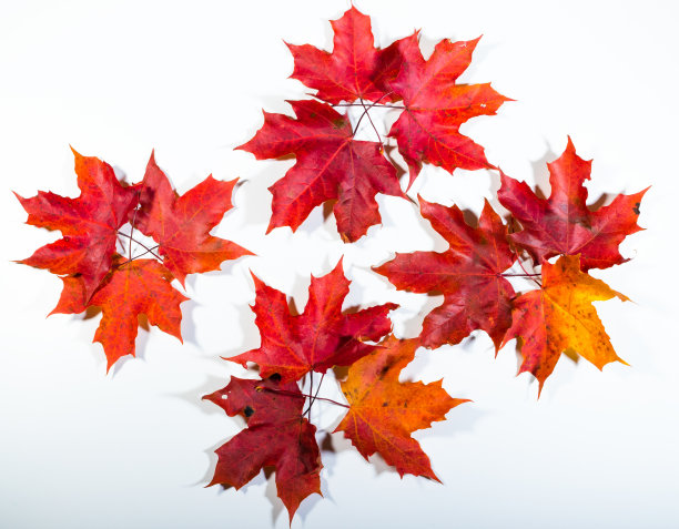 五彩缤纷的秋天枫叶的图案图片下载