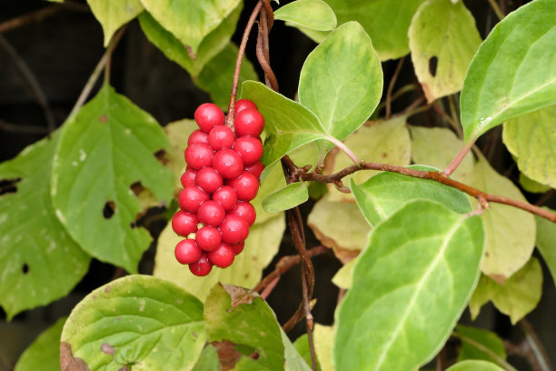 五味子属。一串串成熟的浆果，远东的红色柠檬草，在藤本植物和叶子之间，雨后潮湿图片下载