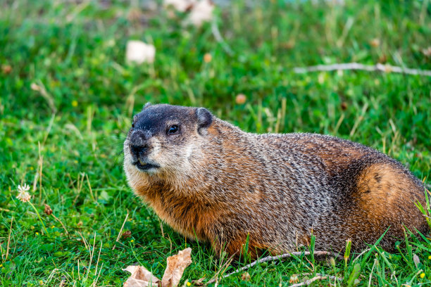 土拨鼠图片下载
