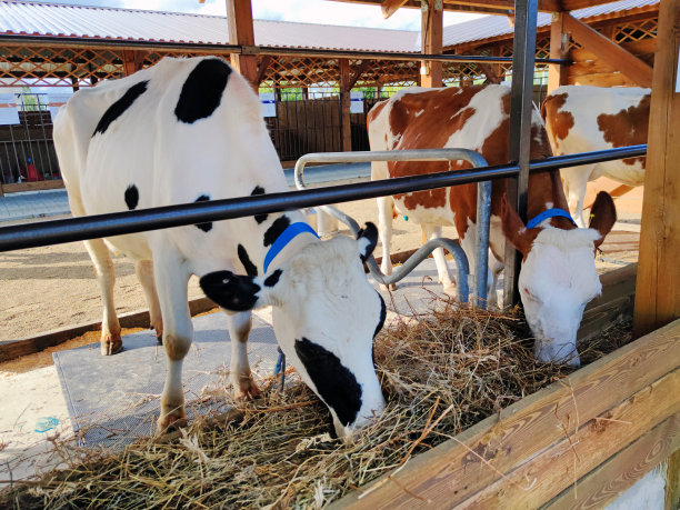 牛吃草。养牛，照顾动物。牲畜牛农场。图片下载