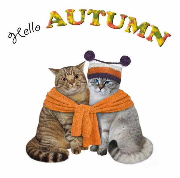 灰褐色的猫系着橙色的围巾图片下载