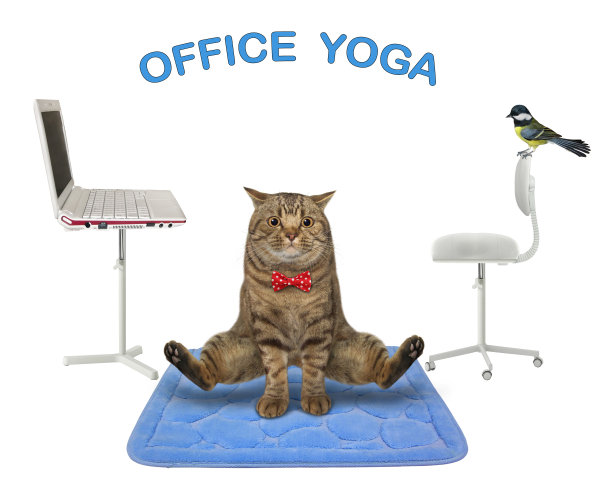 猫在办公室的方形垫子上做瑜伽图片下载