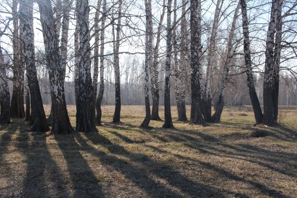 西伯利亚森林里春天的光秃秃的树枝图片下载