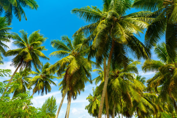 阳光明媚的日子，沙滩上的椰子树。塞舌尔的拉迪格岛图片下载