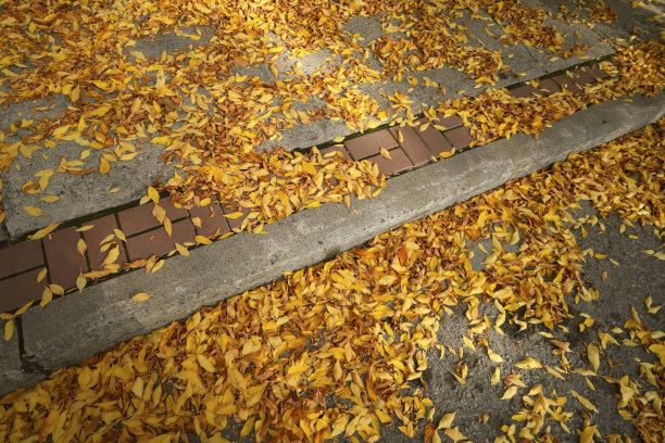 秋天，城市人行道上松脆的黄叶图片下载