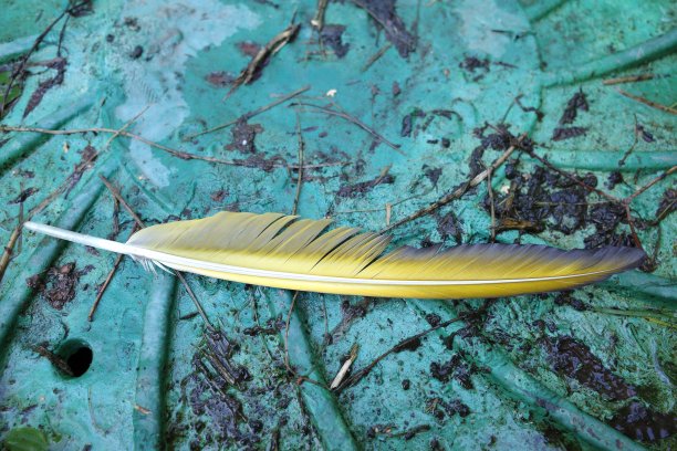 一根蓝黄色的鸭毛掉在潮湿肮脏的绿色井盖上图片下载