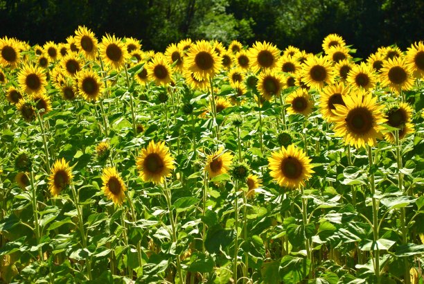 向日葵图片下载