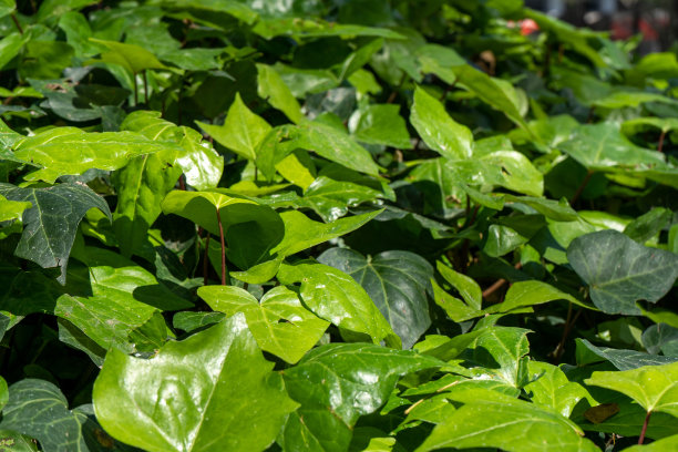 公园里铺满了常春藤的叶子。绿叶背景。图片下载